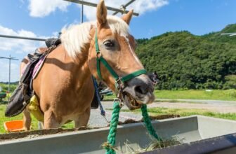 Best Types of Horse Feed & Supplements | Horse Nutrition Guide