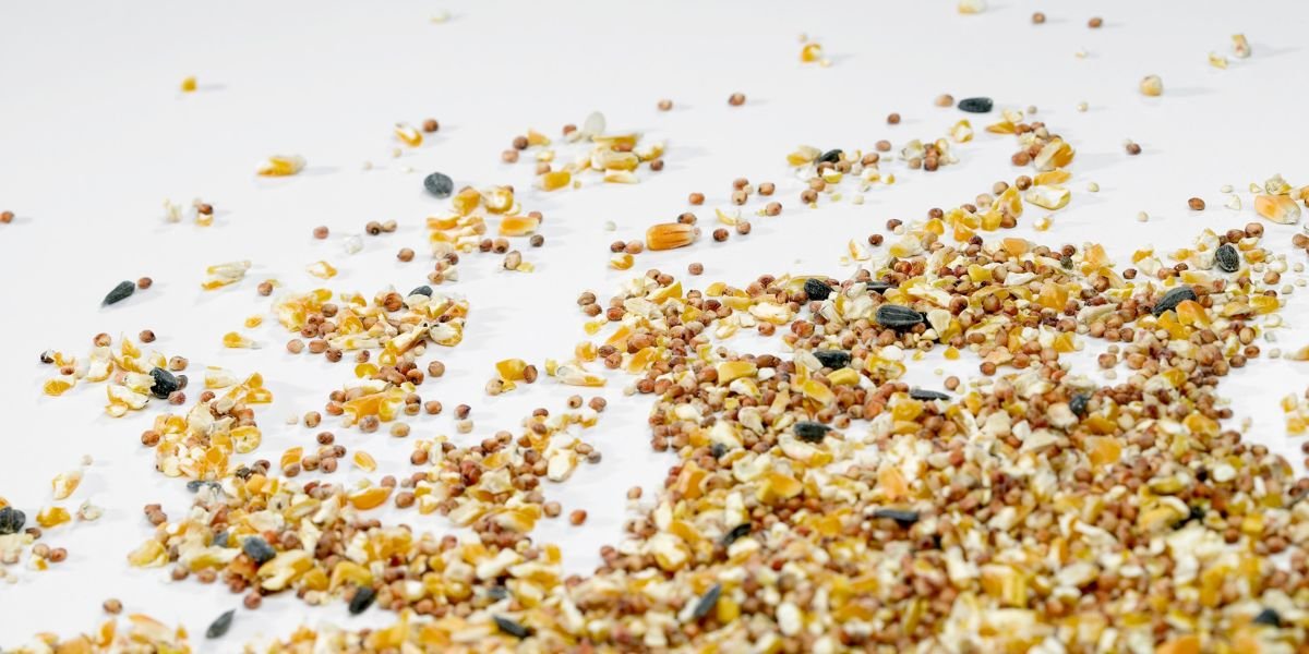 How to Choose the Right Birdseed for Backyard? | Birdseed Guide