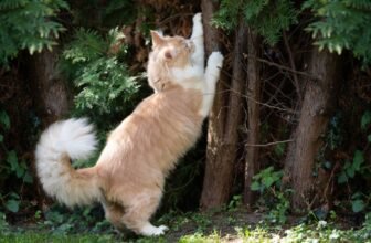 Finding the Best Cat Trees for Small Spaces | Multi-Level Cat Tress