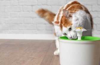 Benefits of Cat Water Fountains Over Traditional Water Bowls