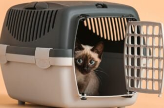 How to Choose the Best Cat Carrier for Travel? | Expert Tips