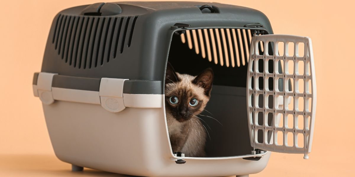 How to Choose the Best Cat Carrier for Travel? | Expert Tips
