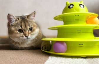 Best Engaging Cat Toys for Active Cats | Interactive Cat Toys