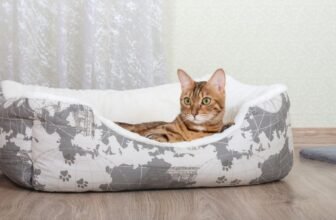 Is your Cat Bed Comfortable? Guide to Picking a Calming Cat Bed