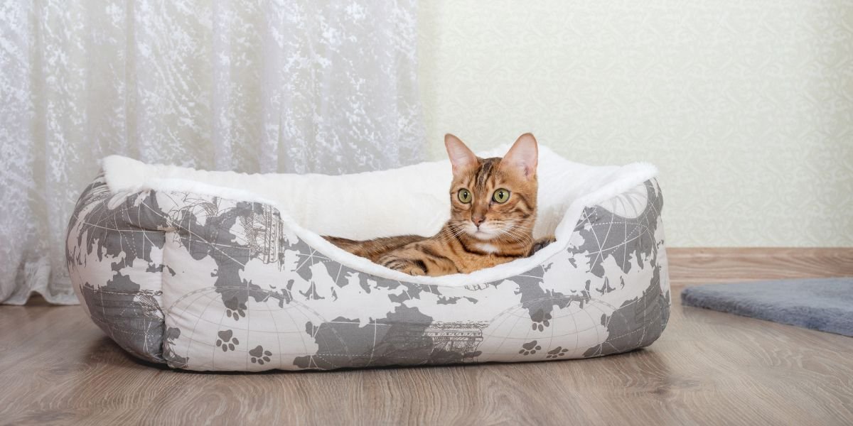 Is your Cat Bed Comfortable? Guide to Picking a Calming Cat Bed