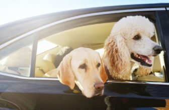 How to Travel with Your Dog Safely? | Tips for Traveling with A Dog