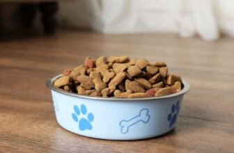 Top Benefits of Elevated Dog Bowls for Large and Senior Dogs
