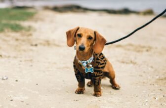 How to Choose the Best Dog Collar & Leash for Your Dog’s Size?