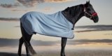 What Should You Look for When Buying a Horse Blanket?