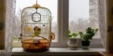 How Can You Create a Stimulating Environment for Indoor Birds?