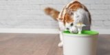 What Are the Benefits of Cat Fountains Over Traditional Water Bowls?